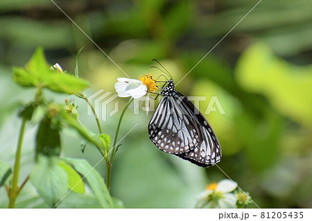 ヒメアサギマダラ ヒメアサギマダラ 81205435