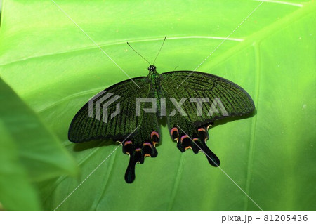 ヤエヤマカラスアゲハ ヤエヤマカラスアゲハ 81205436