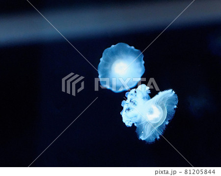 クラゲ　すみだ水族館 81205844