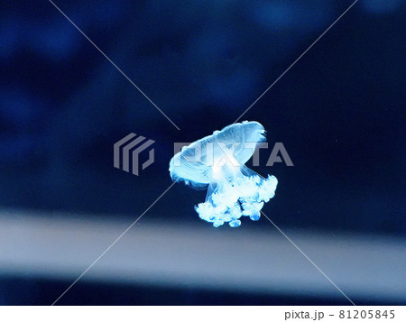 クラゲ すみだ水族館 クラゲ すみだ水族館 81205845