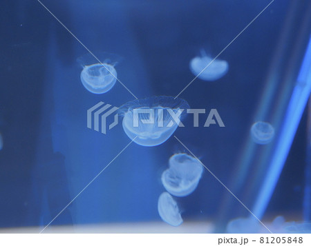 クラゲ すみだ水族館 クラゲ すみだ水族館 81205848