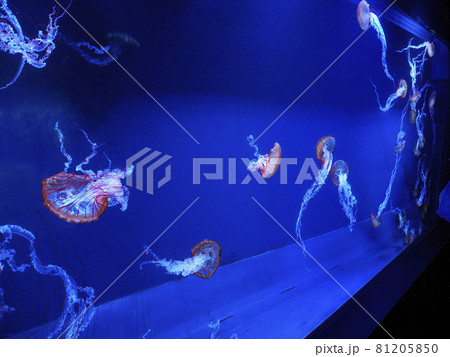 クラゲ すみだ水族館 クラゲ すみだ水族館 81205850
