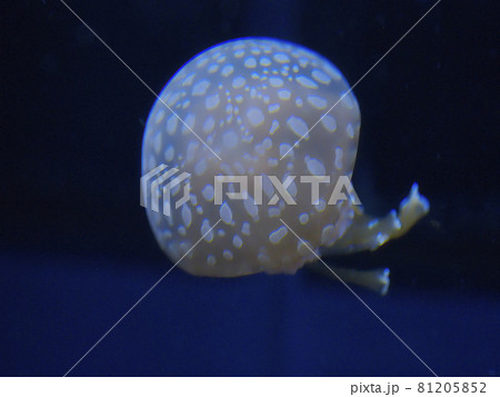 クラゲ すみだ水族館 クラゲ すみだ水族館 81205852