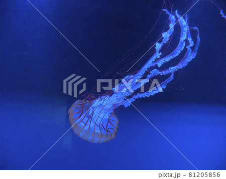クラゲ すみだ水族館 クラゲ すみだ水族館 81205856