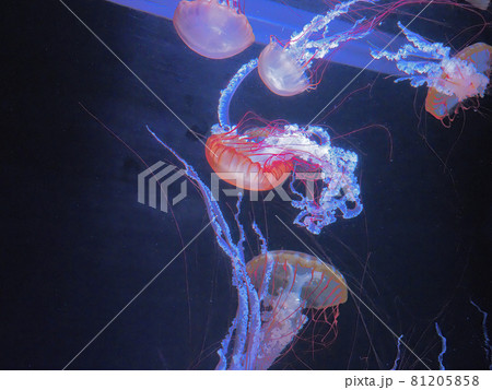 クラゲ　すみだ水族館 81205858