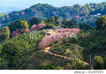 Beautiful landscape of Doi Pnagkhon mountain in winter season of Chiang Rai province, Thailand. This mountain has rich mineral and soil for growing unique coffee. 81205923