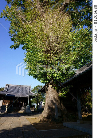 2048　赤塚諏訪神社の夫婦銀杏 81206689