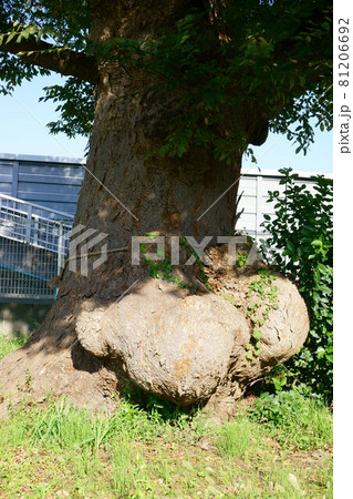 2046 諏訪神社の瘤欅 2046 諏訪神社の瘤欅 81206692