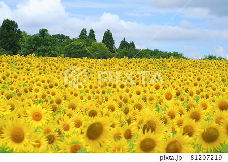 山本山高原のひまわり畑、小千谷市、新潟県、日本 81207219