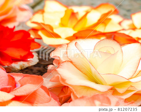 華やかなベゴニアの花手水の写真素材