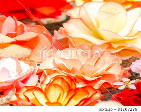 華やかなベゴニアの花手水 華やかなベゴニアの花手水 81207239