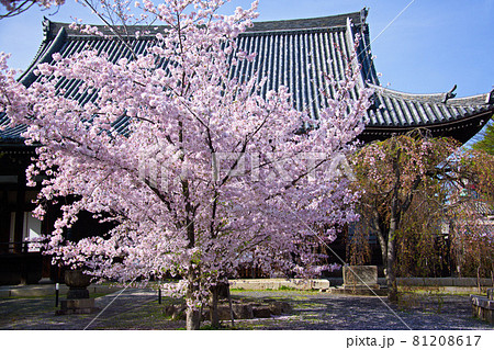 京都　立本寺の桜　2021年春 81208617