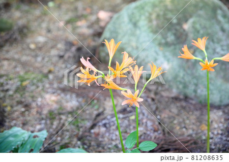 キツネノカミソリの花 キツネノカミソリの花 81208635