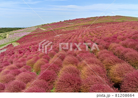 ひたち海浜公園みはらしの丘の花咲くコスモスと紅葉するコキアの花畑 ひたち海浜公園みはらしの丘の花咲くコスモスと紅葉するコキアの花畑 81208664
