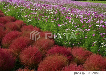 ひたち海浜公園みはらしの丘の花咲くコスモスと紅葉するコキアの花畑 81208669
