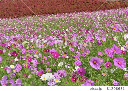 ひたち海浜公園みはらしの丘の花咲くコスモスと紅葉するコキアの花畑 81208681