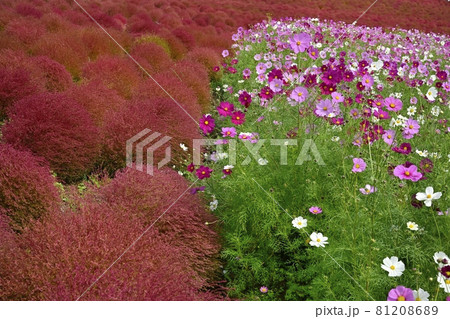ひたち海浜公園みはらしの丘の花咲くコスモスと紅葉するコキアの花畑 81208689