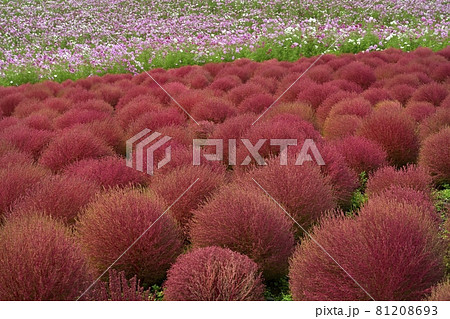 ひたち海浜公園みはらしの丘の花咲くコスモスと紅葉するコキアの花畑 ひたち海浜公園みはらしの丘の花咲くコスモスと紅葉するコキアの花畑 81208693