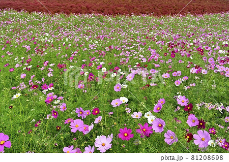 ひたち海浜公園みはらしの丘の花咲くコスモスと紅葉するコキアの花畑 ひたち海浜公園みはらしの丘の花咲くコスモスと紅葉するコキアの花畑 81208698