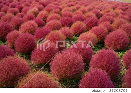 ひたち海浜公園みはらしの丘の紅葉するコキアの花畑 81208701
