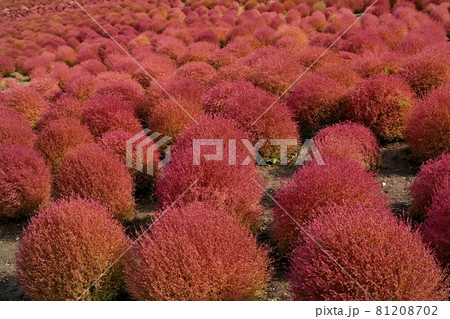 ひたち海浜公園みはらしの丘の紅葉するコキアの花畑 81208702
