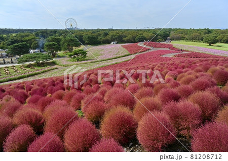 ひたち海浜公園みはらしの丘の花咲くコスモスと紅葉するコキアの花畑 81208712
