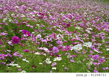ひたち海浜公園みはらしの丘のコスモスノ花畑 ひたち海浜公園みはらしの丘のコスモスノ花畑 81208731