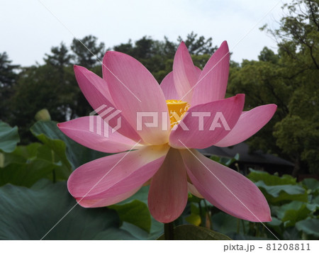 千葉公園のオオガハスの桃色の花 千葉公園のオオガハスの桃色の花 81208811