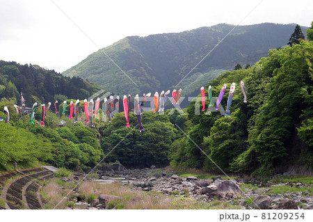 鯉のぼりは渡良瀬川の河原を通る風と太陽を浴びて泳ぐ。五月の風に吹かれ心地よく泳ぐ 鯉のぼりは渡良瀬川の河原を通る風と太陽を浴びて泳ぐ。五月の風に吹かれ心地よく泳ぐ 81209254