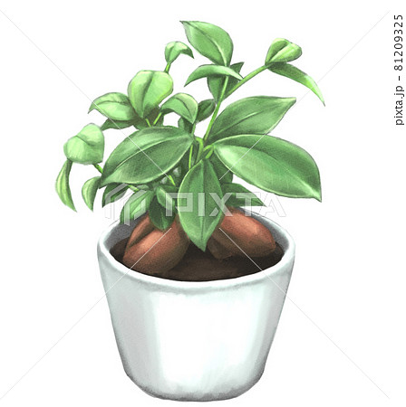 水彩風の観葉植物のガジュマルのイラスト素材 [81209325] - PIXTA