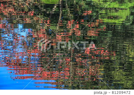 秋の友泉亭 81209472