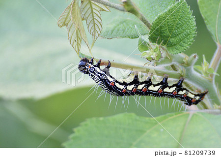 イラクサの若芽を食べているアカタテハの幼虫 イラクサの若芽を食べているアカタテハの幼虫 81209739