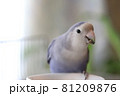 コザクラインコ コザクラインコ 81209876
