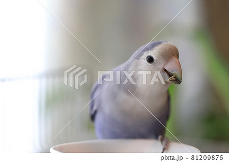 コザクラインコ コザクラインコ 81209876