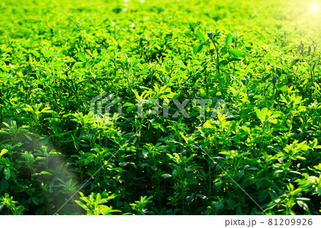 View at well-cultivated Medicago field summer time against sunlight closeup View at well-cultivated Medicago field summer time against sunlight closeup 81209926