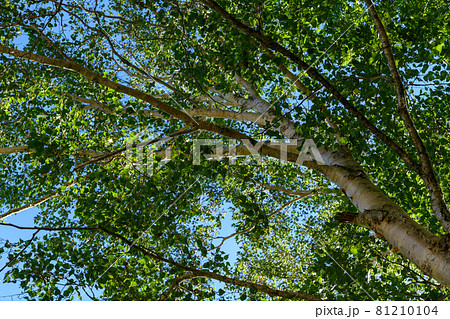 奥日光のダケカンバ 奥日光のダケカンバ 81210104