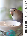 向日葵の種を食べるコザクラインコ 向日葵の種を食べるコザクラインコ 81210138