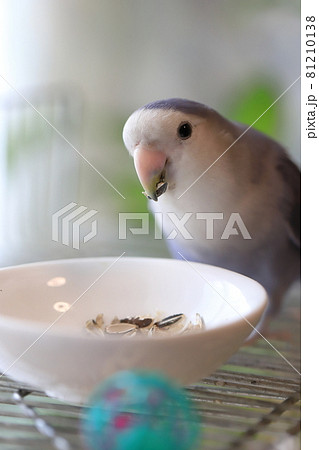 向日葵の種を食べるコザクラインコ 81210138