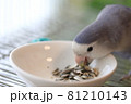 向日葵の種を食べるコザクラインコ 向日葵の種を食べるコザクラインコ 81210143