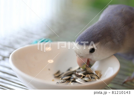 向日葵の種を食べるコザクラインコ 81210143