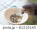 向日葵の種を食べるコザクラインコ 向日葵の種を食べるコザクラインコ 81210145