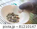 向日葵の種を食べるコザクラインコ 向日葵の種を食べるコザクラインコ 81210147