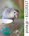 向日葵の種を食べるコザクラインコ 向日葵の種を食べるコザクラインコ 81210317