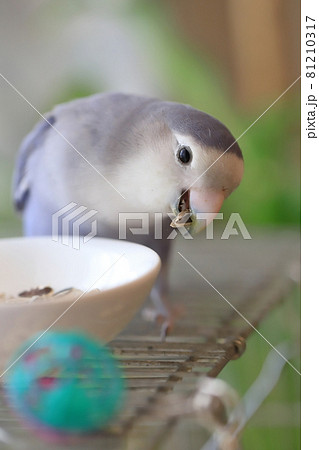 向日葵の種を食べるコザクラインコ 81210317