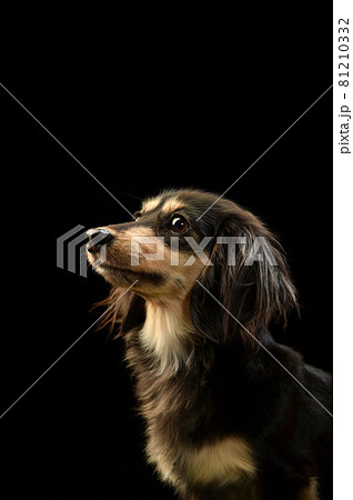 ミニチュアダックスフンドのシンプルなスタジオポートレート 81210332