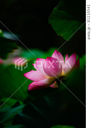 紅蓮 81210541