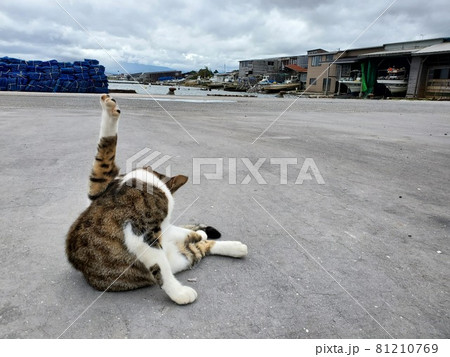 漁港の猫 81210769