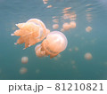 ジェリーフィッシュ 81210821
