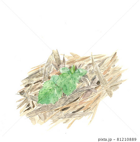 キュウリの発芽の様子 苗 手描き水彩画 白バック コピースペースありのイラスト素材
