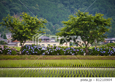 滋賀県 宮荘川の紫陽花21の写真素材